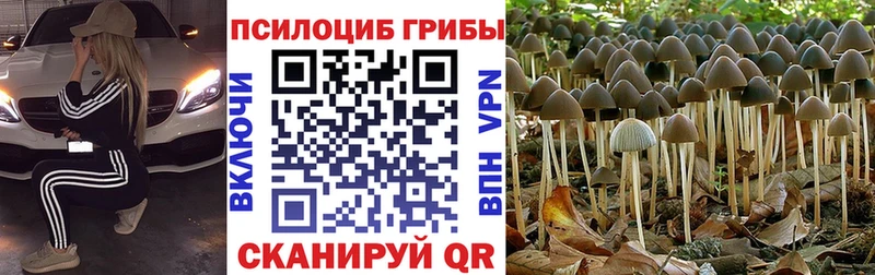 Галлюциногенные грибы MAGIC MUSHROOMS  купить наркоту  Вихоревка 